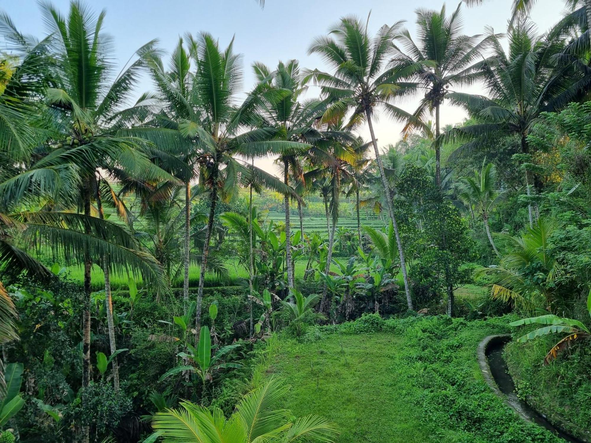 Puri Sebali Resort Ubud Dış mekan fotoğraf